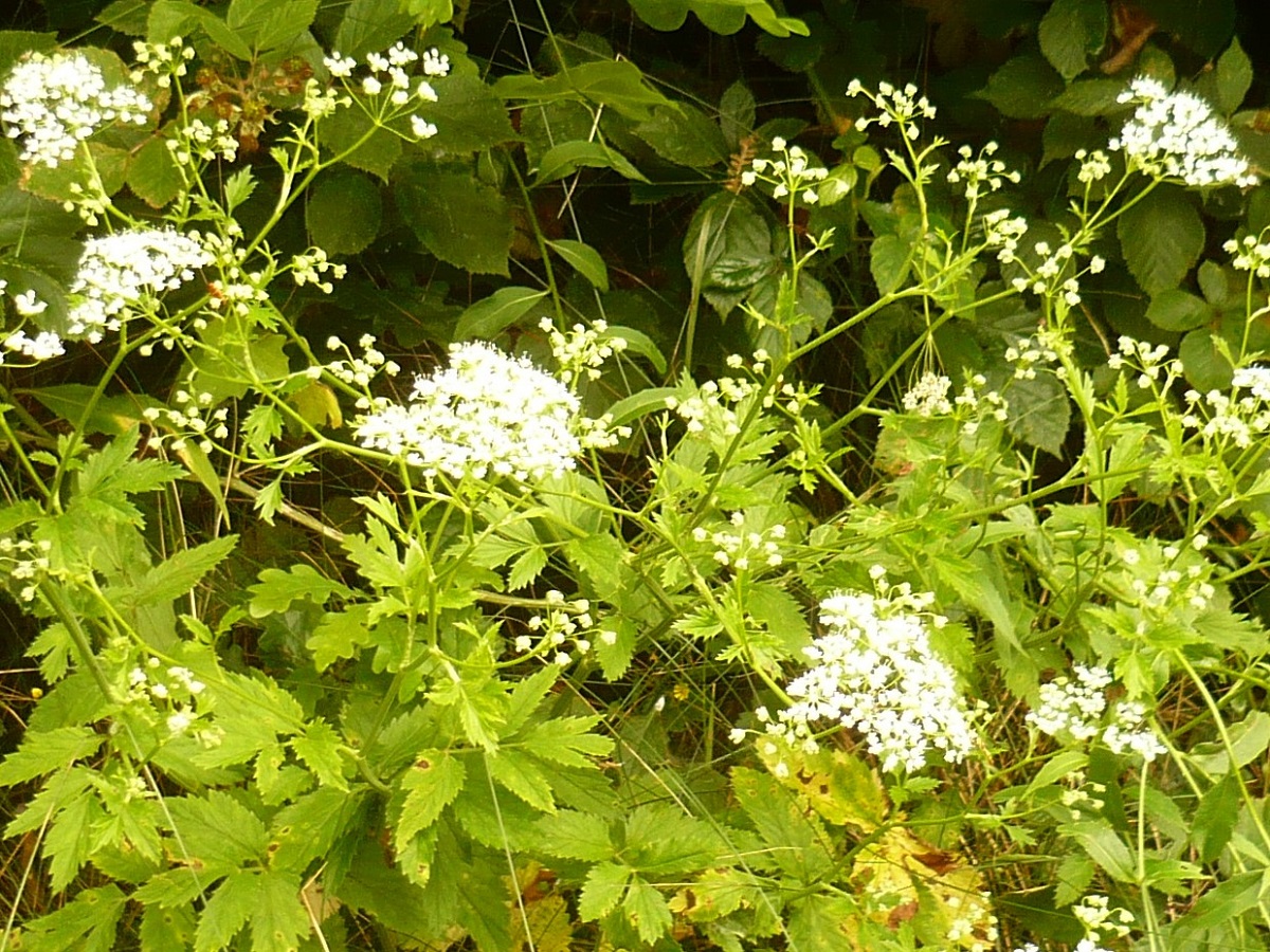 Pimpinella major (Apiaceae)